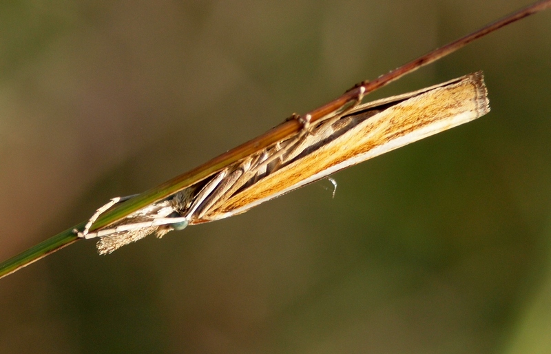 Crambidae